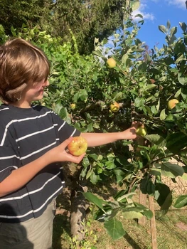 5 reasons why planting a fruit tree is good for the planet 